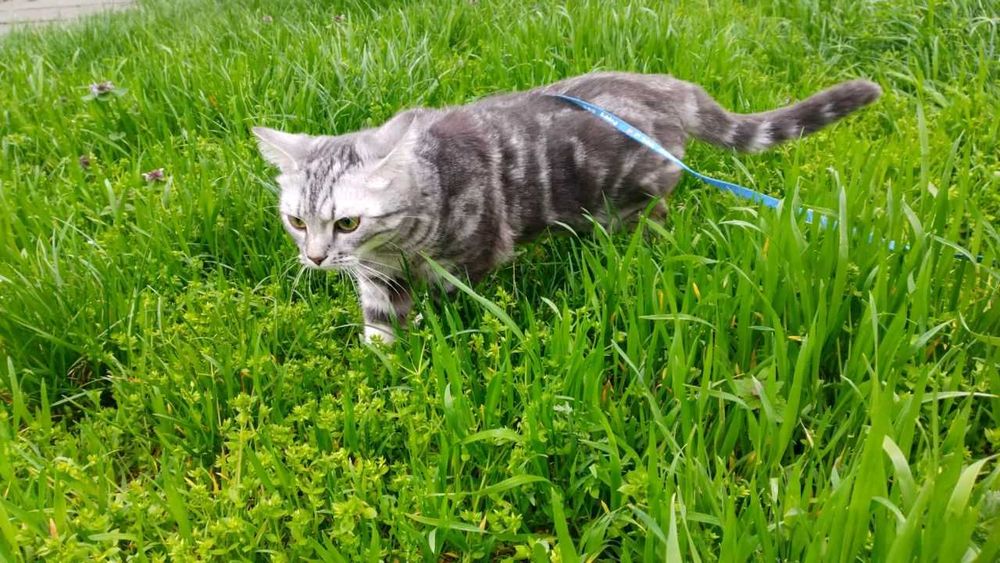 Американська короткошерста