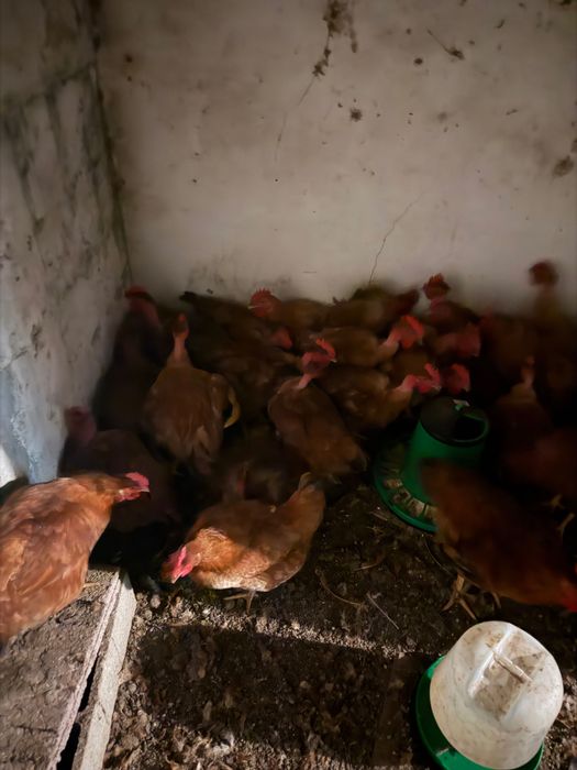 Galos vermelhos criados naturalmente