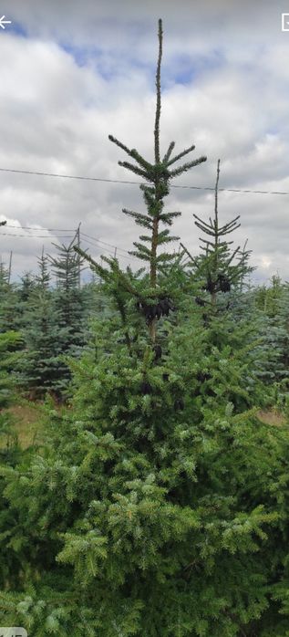Świerk Serbski Picea Omorika 2,5-3,5m