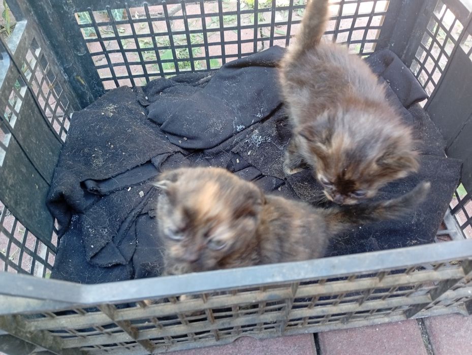 Кошенята хлопчик і дівчинка