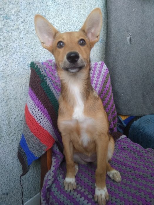 Щенок в добрые руки!