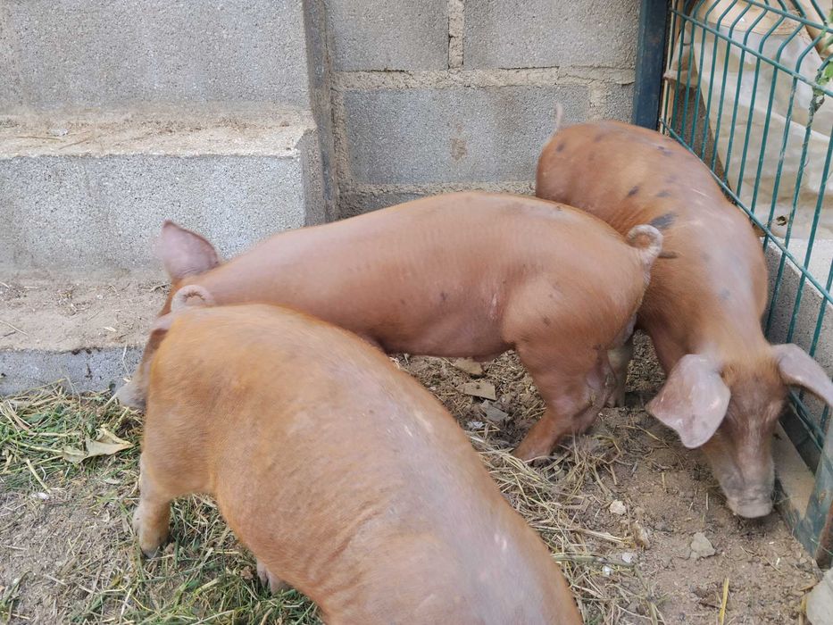 Leitões Pietran X Duroc