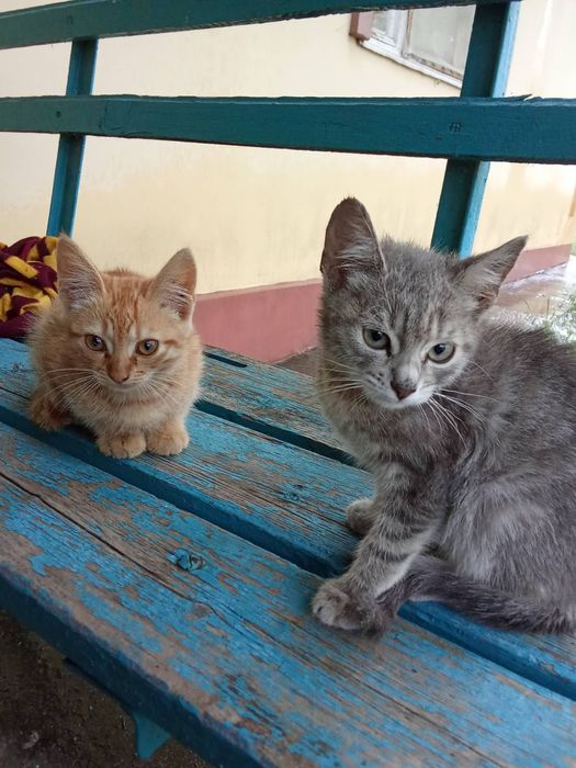 Кошенята, 1,5 міс, дівчатка