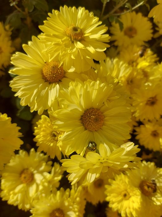 Високорослі хризантеми жовтого кольору