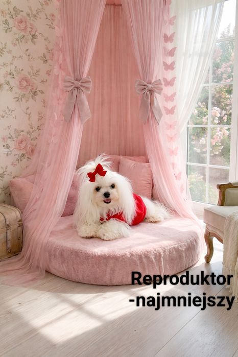 Reproduktor maltańczyk 1.5kg najmniejszy