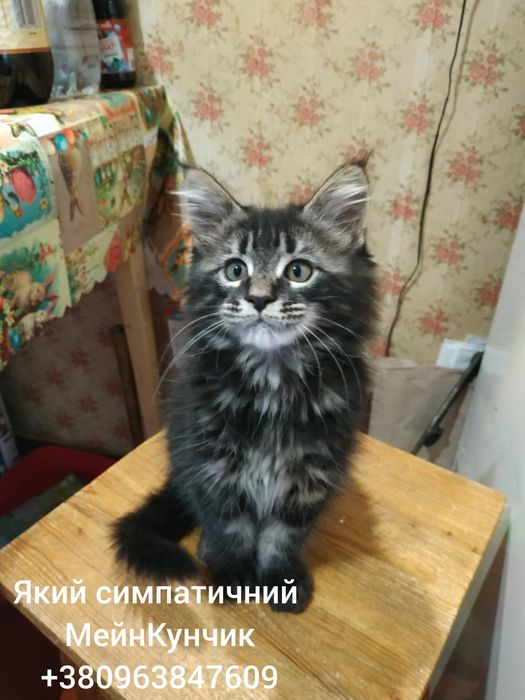 Кошенята Мейн-Кунчики...4 -хлопця. Вік - 3 місяці.