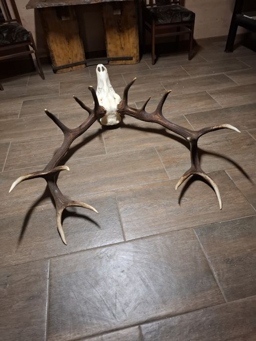 Poroże wieniec jelenia 14-staka