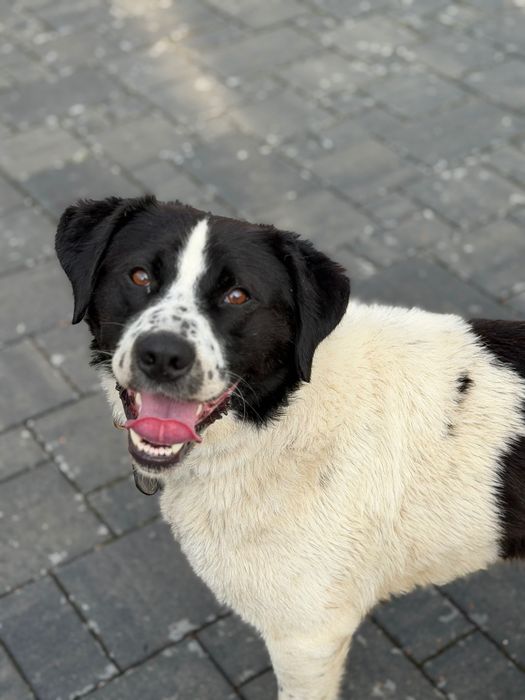 Bukiet do adopcji kundelek młody piesek