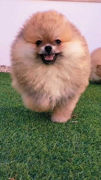 Lulu da Pomerânia Macho com LOP (Pedigree) e Afixo
