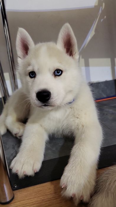 Siberian Husky niebieskooki po InterChampionach zkwp fci Siberian Husk