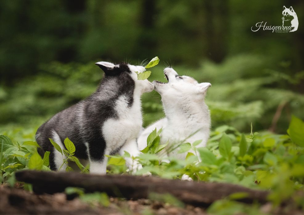 Śliczny piesek Siberian Husky / hodowla ZKwP & FCI od 1994 r.