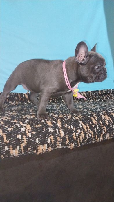 Французські  діти