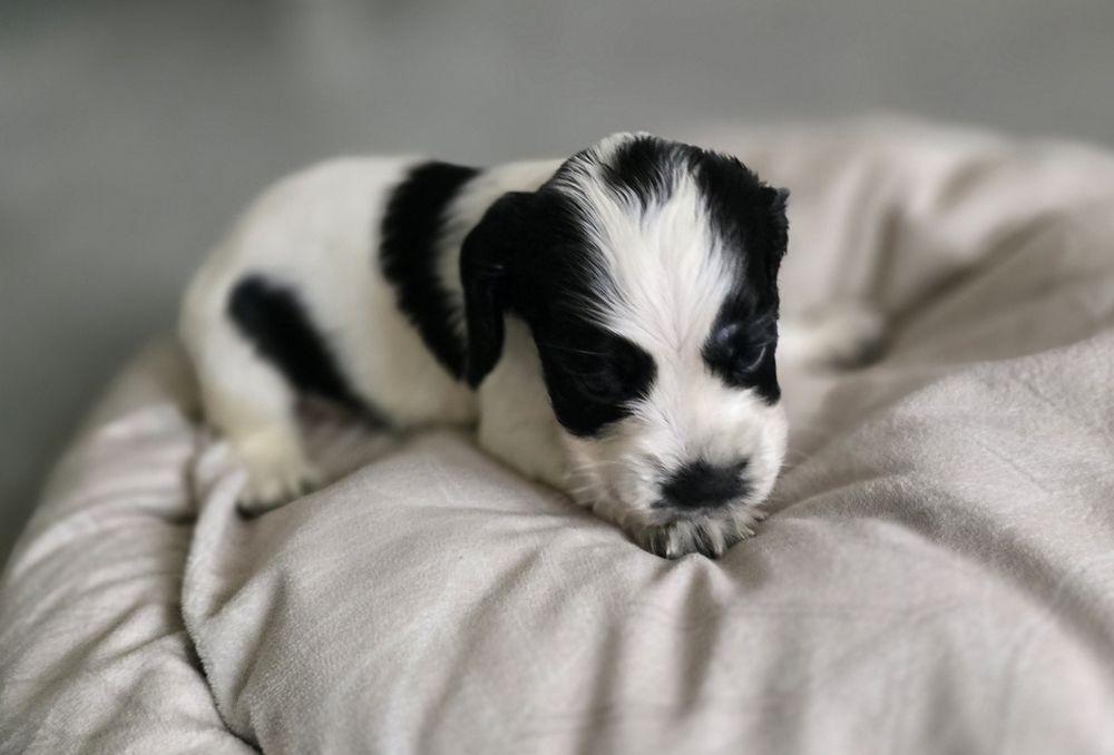 Suczka cocker spaniel angielski