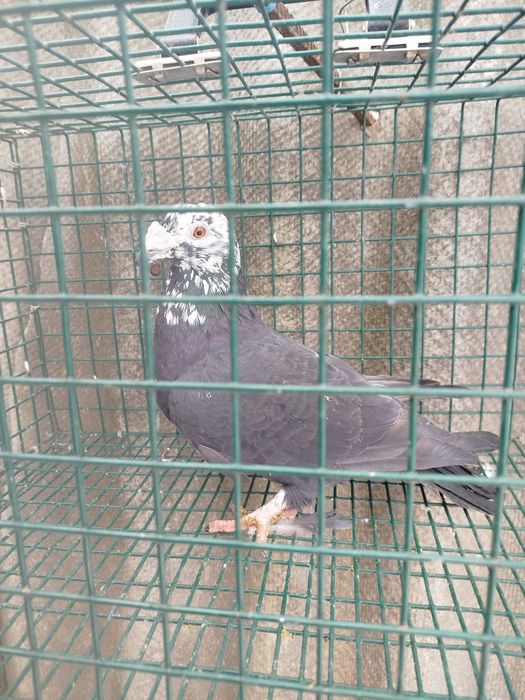 Продам домашні тварини