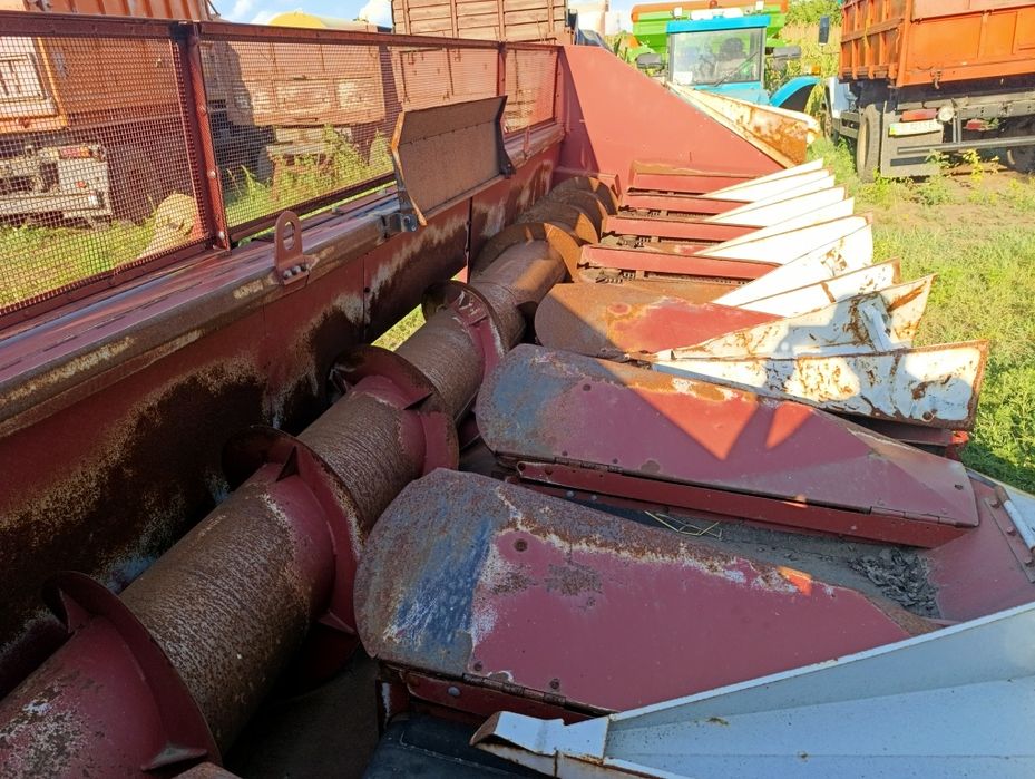 Жниварка соняшникова