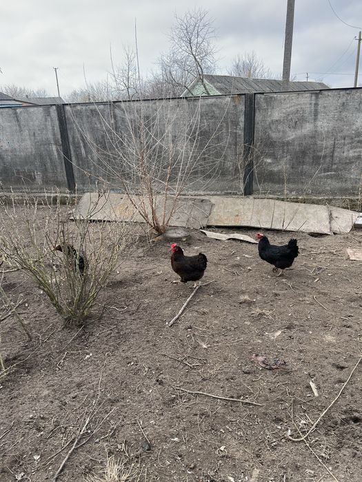 Кури лівенська ситцева