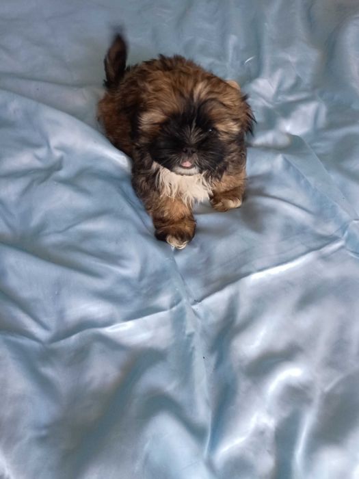 Shih-tzu mini chłopczyk