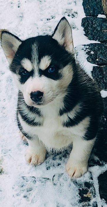 Сибирский хаски есть щенки