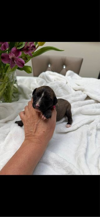 Whippet chart suczka