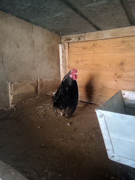 Bantamek kogut sprzedam