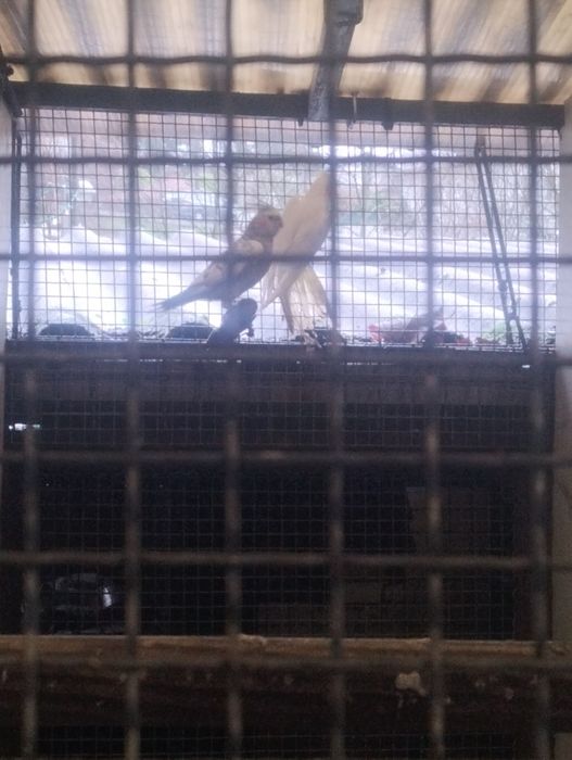 Vendo casal de caturras