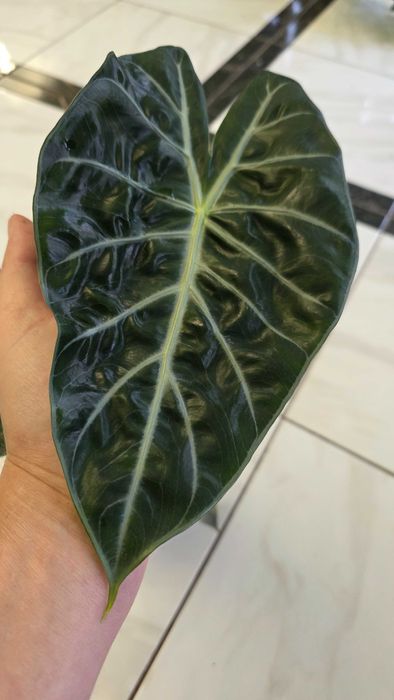 Алоказія Pink Dragon