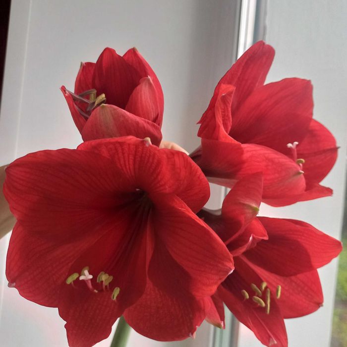 Амараліс кімнатна рослина