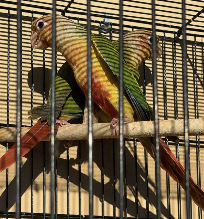 Casal de pyrrhuras pineaple