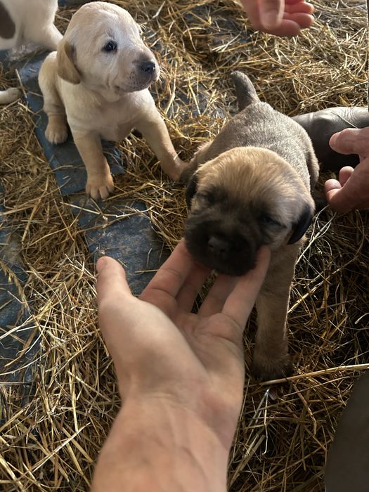 Cães  para adoção