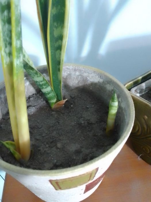 Сансеверія "Тещин язик"