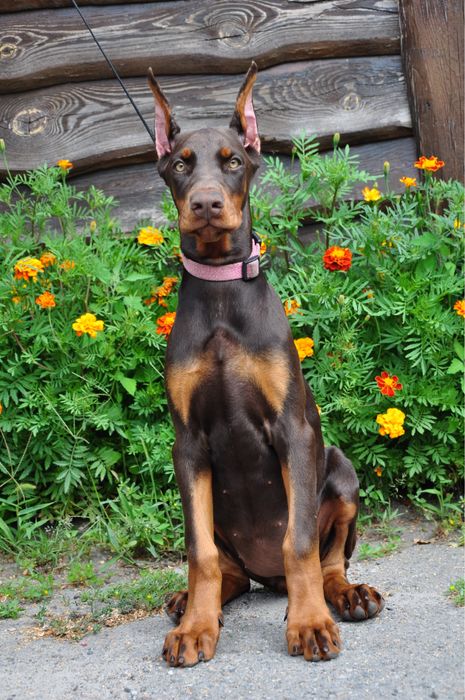 Доберман золота дівчинка