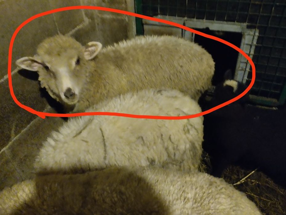 Duas anhas para venda