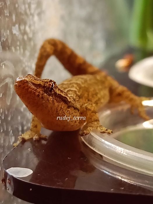 Gekony płaczące, Lepidodactylus lugubris