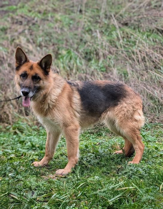 Soda w typie owczarka niemieckiego do adopcji