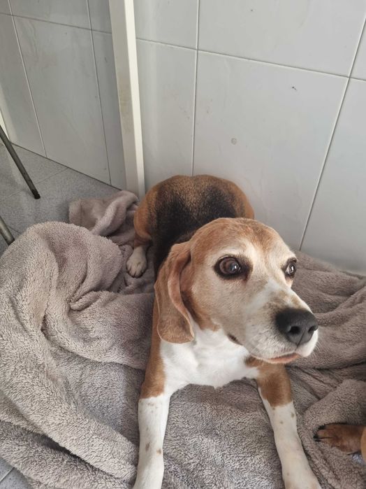 Beagle para adoção responsável