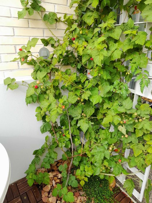 Rebentos de Framboesa