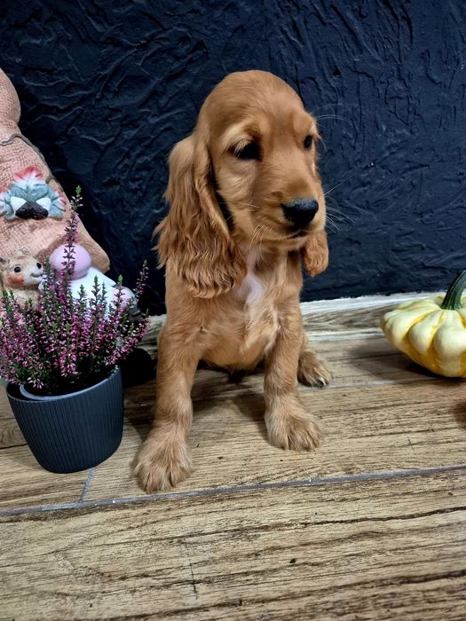 Cocker spaniel suczka Lola