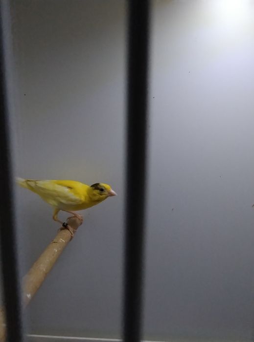 Kanarki śpiewające rosyjskie