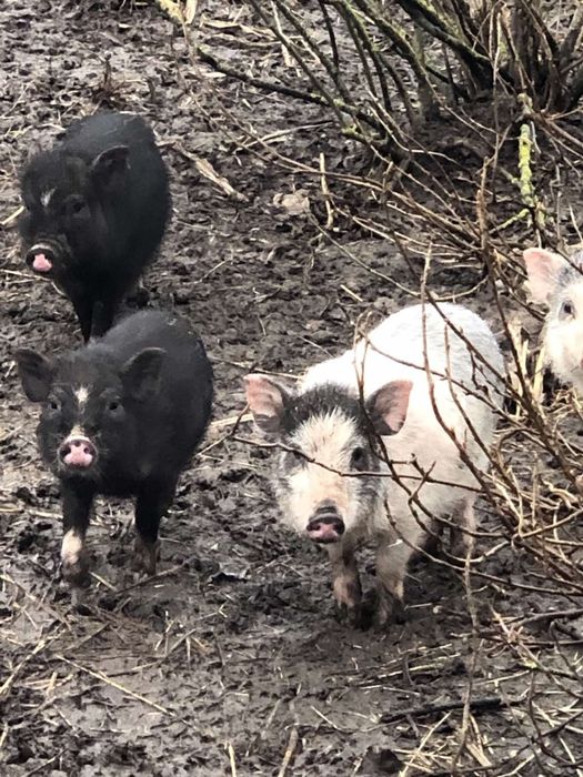 В'єтнамські та корейські поросята