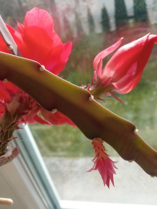 Sadzonki sukulent Epiphyllum Red rośliny doniczkowe
