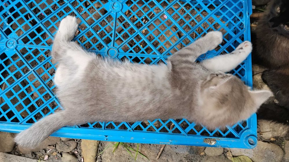 Віддам котят у добрі руки