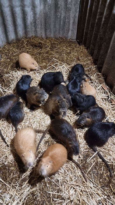 Продам Самцов на племя