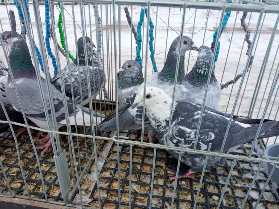 Sprzedam gołębie obrączkowane.