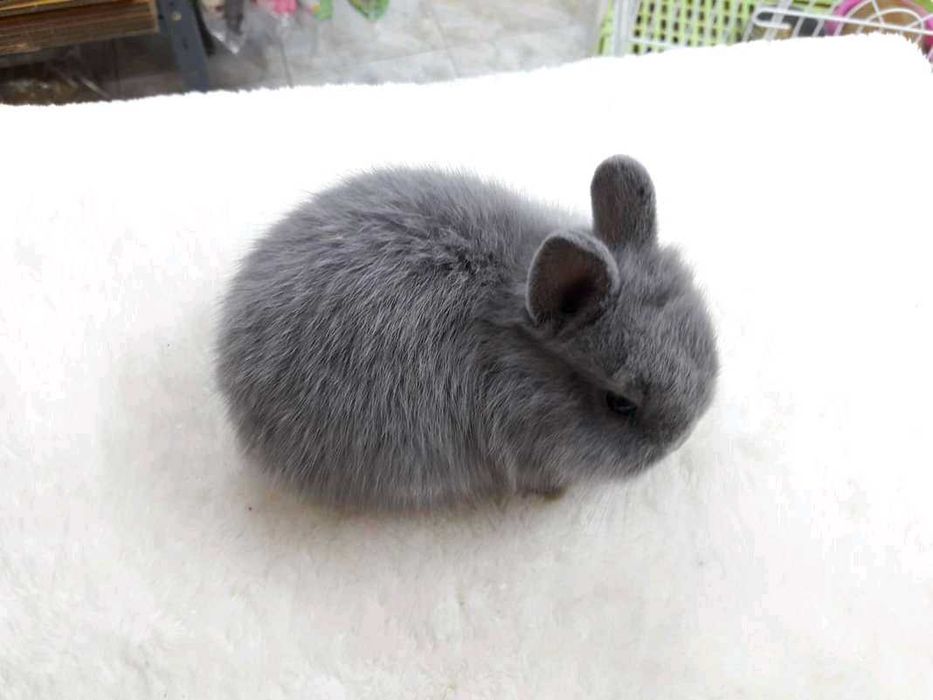 KIT Coelhos anões , grande variedade de cores e raças