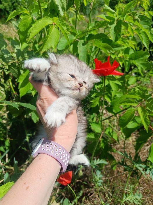 Девочка скоттиш-страйт