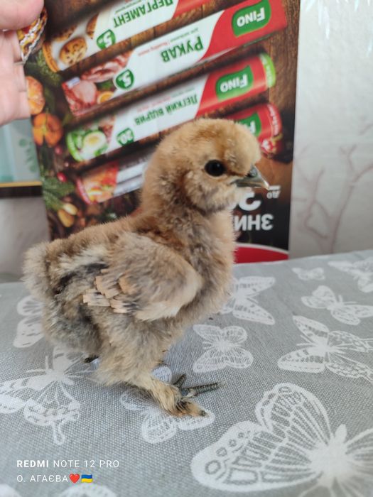 Курчата КШ 130 грн 3 доби  Китайська Шовкова