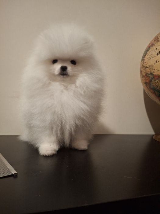 Spitz Alemão Anão Macho Branco (Lulu da Pomerânia mini)