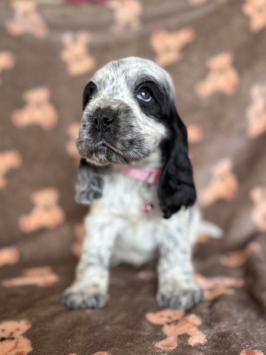 Suczka cocker spaniel angielski szczeniak