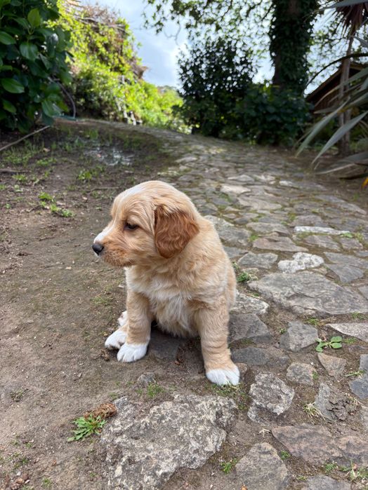 Cãezinhos com 2 meses 20€