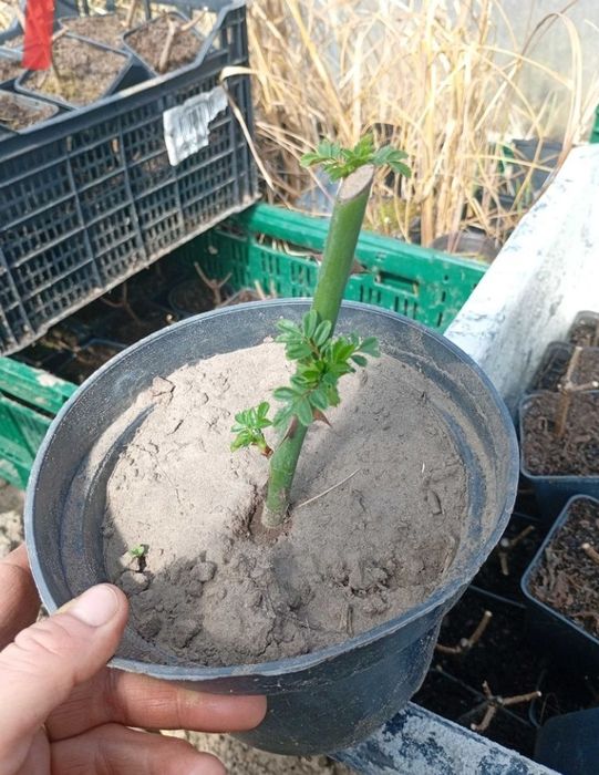 Róża pnąca mix kolorów